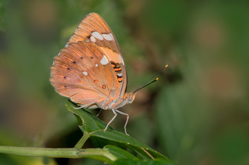 Baronet Butterfly on a green leaf