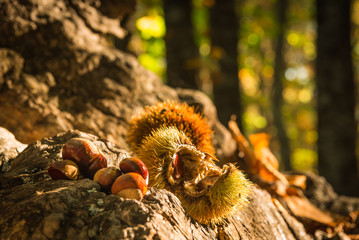 And with  the autumn the chestnuts falling