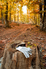 Glove lost in the forest