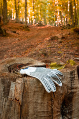Glove lost in the forest