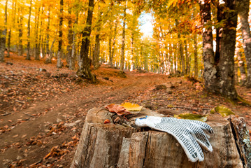 Glove lost in the forest