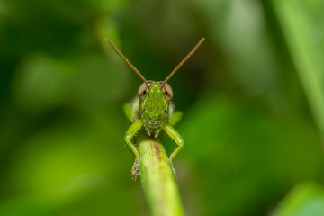 Close up of a big grasshopper