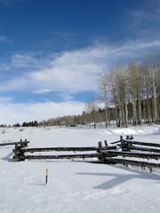 Winter day with bare winter aspens, blue sky, and rail fence, Above Vail Valley,Colorado