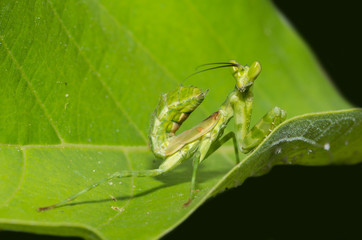 Praying Mantis (Mantodea)