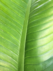 Texture background of backlight fresh green Leaf.
