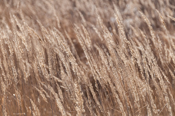 Fade grass ears on blurred background
