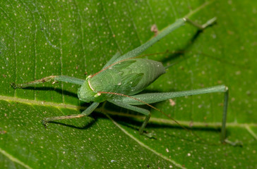 Bush cricket insect perched on a green leaf