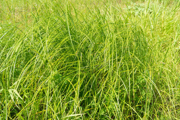 Sunny lush sedge growth background
