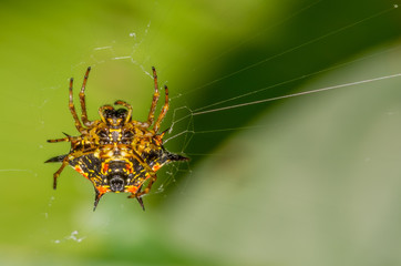 spiny tailed orb weaver spider (Gasteracantha sp. family : Araneidae)