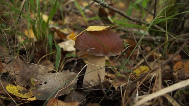 White mushroom (Boletus edulis) with yellow leaf on a hat grows in the autumn forest.