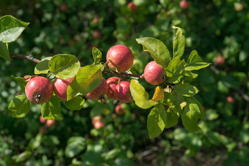 Sunny apple tree branch with red fruits against blurred background
