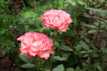 Pink roses bush in the garden