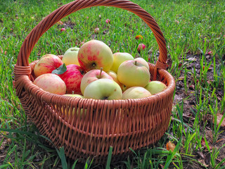 Sunny ripe apples in basket on grass against blurred background
