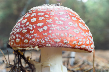 Amanita muscaria (fly agaric) fungus macro view in burred vignette
