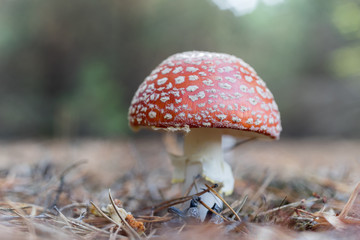 Amanita muscaria (fly agaric) fungus macro view in burred vignette
