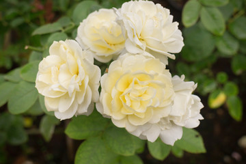 Yellow roses bush in the garden