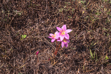 Flower from burned field