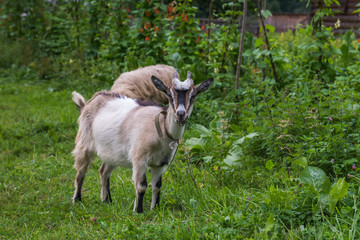 Naklejka na ściany i meble Sheep and goat grazing. Carpathians. Ukraine. 