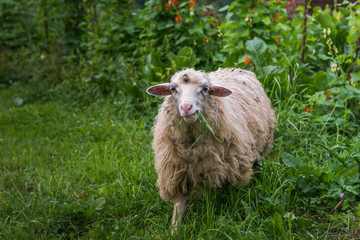 Sheep grazing. Carpathians. Ukraine.

