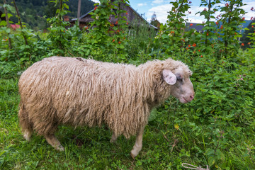 Sheep grazing. Carpathians. Ukraine.

