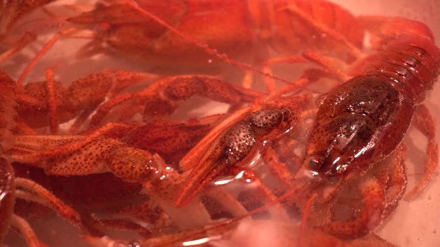 Boiled crayfish in pot