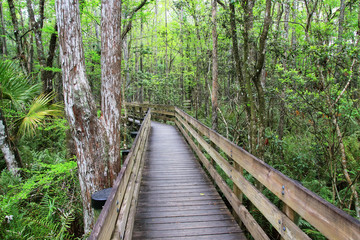 Fototapeta premium Boardwalk in a swampy area of Florida