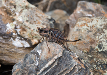 Insects