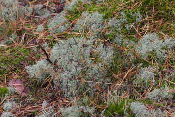 Waldbodenhintergrund bei Prerow