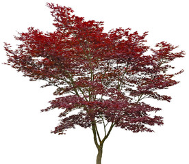 Baum rot auf weiß