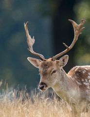 Head shot of young fallow deer buck with small antlers in a golden grass field with green forest as background.