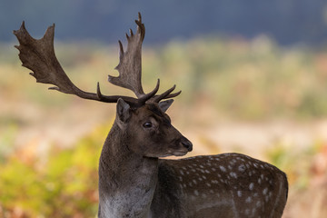 Fallow deer buck standing showing antlers with green bracken background.