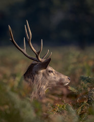Red Deer stag head poking out of bracken showing antlers with green bracken and forest background.