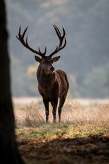 Red Deer stag standing near a tree during rutting season with green foliage background.