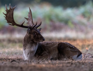 Melanistic fallow deer buck lying down showing impressive antlers with green foliage background.