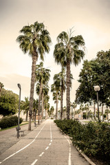 Fototapeta na wymiar Street with palm trees in Cartagena. Region of Murcia. Spain