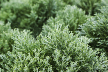 Green fern in nature