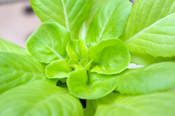 vegetables grown using hydroponics in cameron highland, malaysia