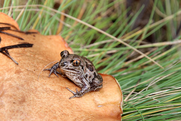 Common spadefoot (Pelobates vespertinus) sitting on a slippery jack (Suillus luteus) mushroom cap in the September forest