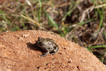Common spadefoot (Pelobates vespertinus) sitting on a parasol mushroom (Macrolepiota sp.) cap in the September forest
