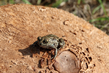 Common spadefoot (Pelobates vespertinus) sitting on a parasol mushroom (Macrolepiota sp.) cap in the September forest