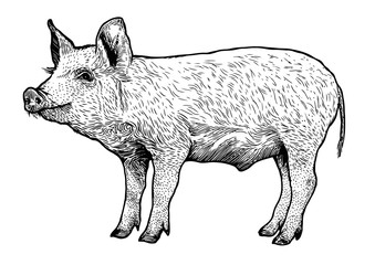 Engraved, vector pig illustration.