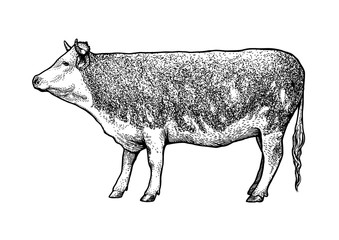 Engraved, vector cow illustration.