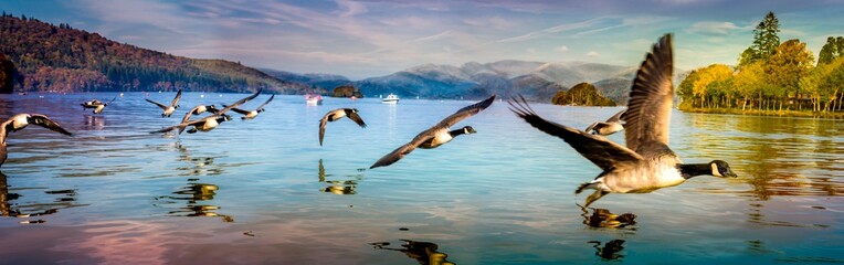Flock of Duck in Windermere 