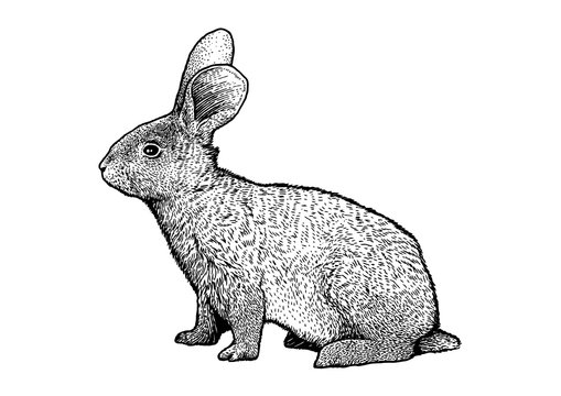Engraved, vector rabbit illustration.