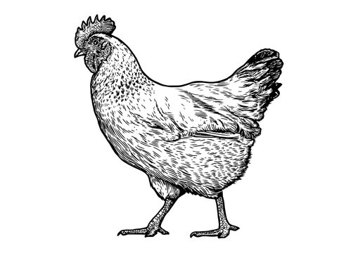 Engraved, vector hen illustration.