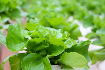 vegetables grown using hydroponics in cameron highland, malaysia