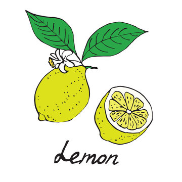 Lemon and sliced piece, hand drawn doodle, sketch in pop art style, vector