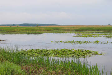 White egret on the river