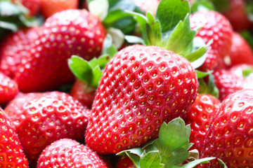 fresh strawberry from farm