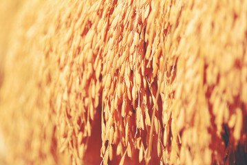 Row of spike or ears of rice (selective focus).